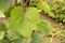 Vine with beautiful leaves with rainwater drops