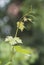 Vine branch with tendril and green leaves on natural background