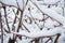 Vine branches covered with snow winter composition snow falling frozen nature winter time background with copy space