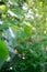 Vine branches with leaves  at the initial stage of ripening.