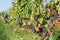 Vine branches and ripe grapes in sunny valley. Farmer`s area with vineyards.