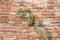 Vine on brick wall background