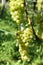 A vine with a bunch of white grapes