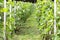 Vine bushes close-up with green berries grown in one of the many vineyards in Europe