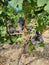 Vine of cabernet franc wine grapes in ripening process showing multiple colors
