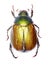 Vine Chafer on white Background