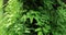 Vine-covered tree trunk in tropical forest