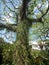 Vine Covered Tree at Waimea Falls Botanical Garden in North Shore, Hawaii