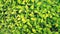 Vine or creeping plant background. Green leaves wall. Beauty in nature and Natural wallpaper. Tree growth