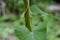 Vine entwined around the plant