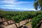 Vine field in cafayate, Argentina