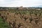 Vine field in Ginestar. Tarragona. Spain.
