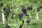 Vine field before harvest with grapes