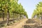 Vine Field near Napa Valley, California