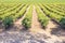 Vine Field near Napa Valley, California