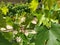 Vine with fresh young green leaves. Seedlings of grapes. Grape production