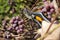 Vine fruit harvesting. A male hand holds a pruning shears and cuts off the ripe dark grape fruit.