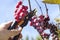 Vine fruit harvesting. A male hand holds a pruning shears and cuts off the ripe dark grape fruit.