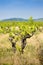 Vine of gamay at Beaujolais, France