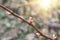 Vine and grape buds, closeup , spring background