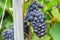 Vine grape in champagne vineyards at montagne de reims countryside village background, France