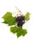 Vine grape and vine leaf