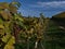 Vine grapes with fading green and yellow leaves beside dirt road leading through the vineyards in wine making region Durbach.