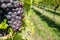 Vine grapes of Pinot Noir
