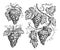 Vine, grapevine sketch illustration isolated. Hand drawn grapes with leaves in vintage engraving style