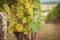 A vine with green grapes. Vineyard summer landscape. A farm winery and wine growing