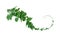 Vine with green leaves, heart shaped, twisted separately on a white background