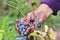 Vine harvesting in Bulgaria Merlot cluster in woman\'s hand