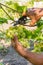 Vine harvesting. Farmer`s hands cutting ripe juicy bunch of grapes. Natural, bio, organic, eco grape