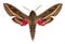 Vine Hawk-Moth (Hippotion celerio)