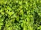 Vine hedge garden wall path edge with lush foliage green leaves and deep shadows