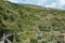 Vine hill above Manarola with path through it