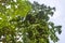 Vine with Large Green & Yellow Leaves Climbing Tree