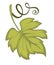 Vine leaf, grape plant foliage isolated icon