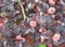 Vine-leaved bubble (Physocarpus opulifolius)  varieties Diabolo or Purpureus. Leaves and buds
