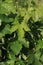 Vine leaves in Corbieres, France