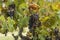 vine leaves and ripe Merlot grapes in vineyard near Franschhoek, South Africa