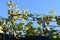 vine leaves on a roof side in autumn