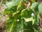 Vine leaves with snails on it