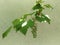 Vine with leaves and a sprig of immature grapes on the background of a light green plastered wall. copyspace the text