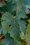 Vine leaves in a vineyards. Summer season.