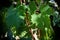 Vine leaves in a vineyards. Summer season.