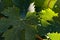 Vine leaves in a vineyards. Summer season.