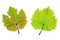 Vine leaves (Vitis vinifera)