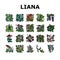 Vine Liana Exotic Growing Plant Icons Set Vector