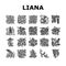 Vine Liana Exotic Growing Plant Icons Set Vector